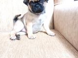 Safkan pug mops bebekler