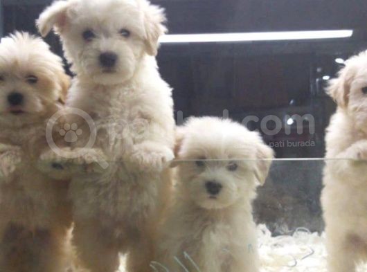 Malti̇poo Bebekler Vonalp Pet Garanti̇si̇yle