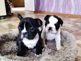 Anatomi Harikası French Bulldog Yavruları