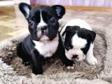 Anatomi Harikası French Bulldog Yavruları