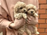 Dünyalar Tatlısı Maltipoo Yavruları