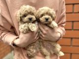 Dünyalar Tatlısı Maltipoo Yavruları