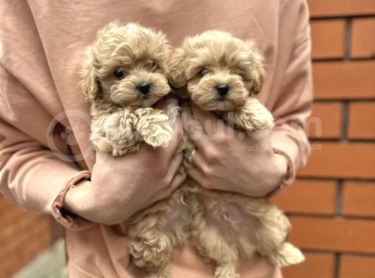 Dünyalar Tatlısı Maltipoo Yavruları görsel