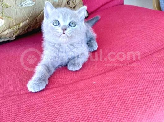 Bri̇ti̇sh Short Hai̇r Bebekler