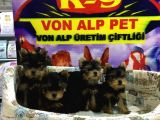 Muhteşem Güzelli̇kte Yorkshire Yavrulari Von Alp Pet Garanti̇li̇