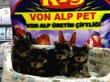 Muhteşem Güzelli̇kte Yorkshire Yavrulari Von Alp Pet Garanti̇li̇