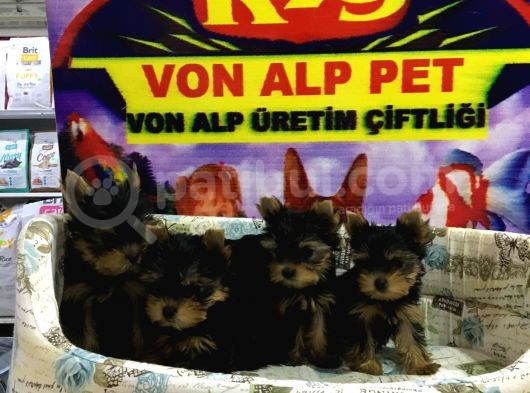 Muhteşem Güzelli̇kte Yorkshire Yavrulari Von Alp Pet Garanti̇li̇ görsel