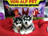 Saf Irk Husky Yavrulari Vonalp Garantisiyle