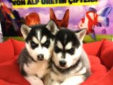 Saf Irk Husky Yavrulari Vonalp Garantisiyle