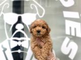 ORJİNAL MALTİPOO BEBEKLER