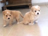 ORJİNAL MALTİPOO BEBELER