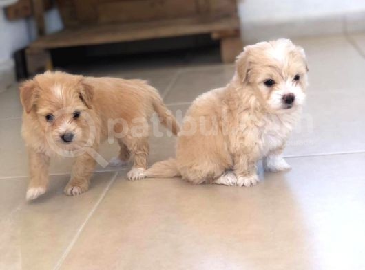 Orji̇nal Malti̇poo Bebeler