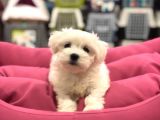Muhteşem Maltese Terri̇er Yavrulari Vonalp Pet Garanti̇si̇yle