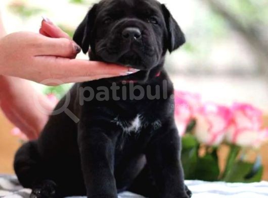 Emsalsiz Cane Corso Yavruları görsel