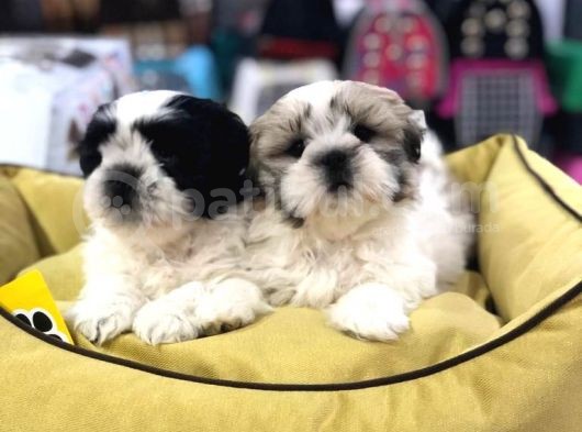 Vonalp Pet Garanti̇si̇yle Shih Tzu Yavrulari görsel