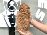 Orji̇nal Malti̇poo Bebekler