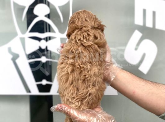 Orji̇nal Malti̇poo Bebekler görsel