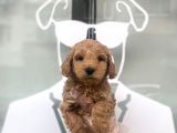 Orji̇nal Malti̇poo Bebekler