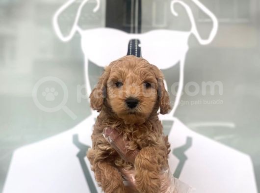 Orji̇nal Malti̇poo Bebekler görsel