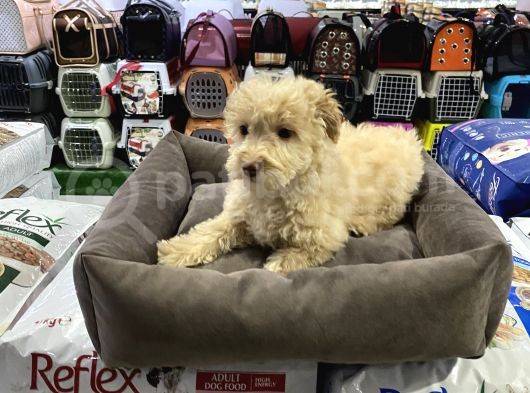 Vonalp Pet Garantili Maltipoo Yavrularımız görsel