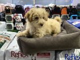 Vonalp Pet Garantili Maltipoo Yavrularımız