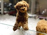 Vonalp Pet Garantisiyle Sevimli Toy Poodle Yavrularımız