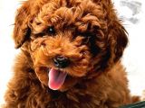 Vonalp Pet Garantisiyle Sevimli Toy Poodle Yavrularımız
