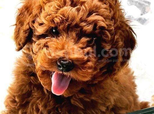 Vonalp Pet Garantisiyle Sevimli Toy Poodle Yavrularımız görsel