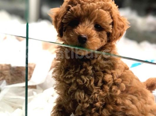 Vonalp Pet Garanti̇si̇yle Sevi̇mli̇  Toy Poodle Yavrularimiz görsel