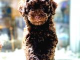 Vonalp Pet Garanti̇si̇yle Sevi̇mli̇  Toy Poodle Yavrularimiz