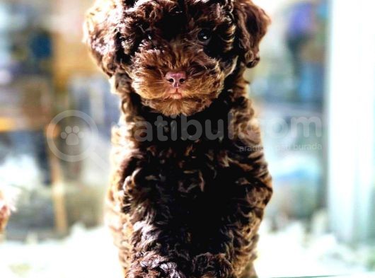 Vonalp Pet Garanti̇si̇yle Sevi̇mli̇  Toy Poodle Yavrularimiz görsel