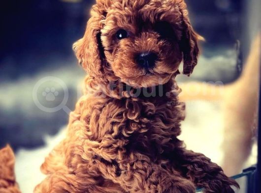 Vonalp Pet Garanti̇si̇yle Sevi̇mli̇  Toy Poodle Yavrularimiz