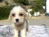 0 no masum bakışlı maltipoo kızımız