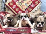Show Güzelli̇kte İngiliz Buldogg Yavrularımız