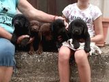 Irk Ve Sağlık Garantili Labrador Retriever Yavrular