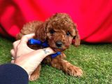 Red Brown Ori̇ji̇nal Toy Poodle Yavrularimiz
