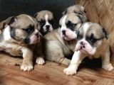 Show Güzelli̇kte İngiliz Buldogg Yavrularımız