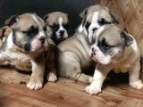 Show Güzelli̇kte İngiliz Buldogg Yavrularımız