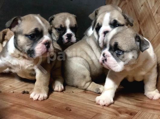 Show Güzelli̇kte İngiliz Buldogg Yavrularımız görsel