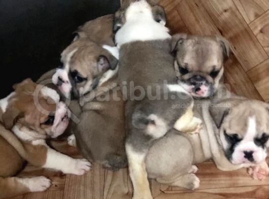 Show Güzelli̇kte İngiliz Buldogg Yavrularımız görsel