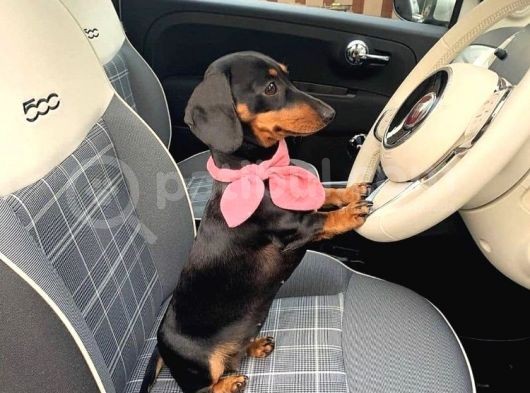 Show Kalite Safkan Dachshund Yavrular görsel