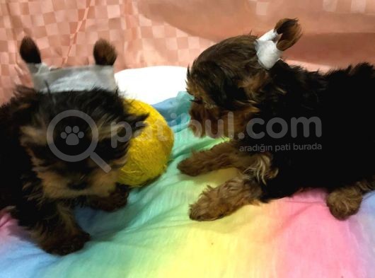 Kilo Garanti̇li̇ Teacup Yorkshire Yavrular görsel