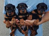 Show Güzelli̇kte Safkan Doberman Yavrular