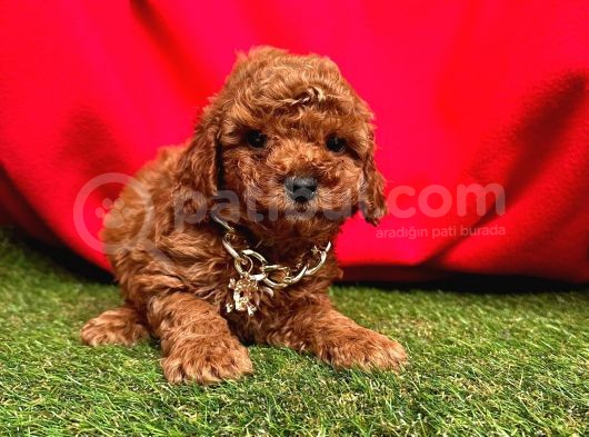 Red Brown Ori̇ji̇nal Toy Poodle Yavrularimiz görsel