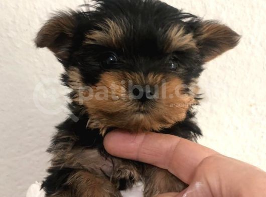 Kilo Garanti̇li̇ Teacup Yorkshire Yavrular görsel