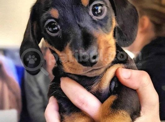 Show Kalite Safkan Dachshund Yavrular görsel