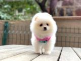 Show Kalite Pomeranian Boo Yavrular