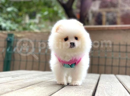 Show Kalite Pomeranian Boo Yavrular görsel