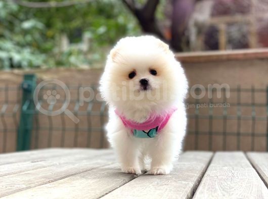 Show Kalite Pomeranian Boo Yavrular