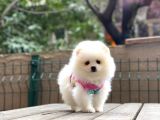 Show Kalite Pomeranian Boo Yavrular